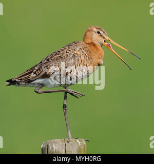 Black-tailed Godwit / Uferschnepfe ( Limosa limosa), adult, typical wader bird, perched on a fence post, with open beak, calling, wildlife, Europe. Stock Photo