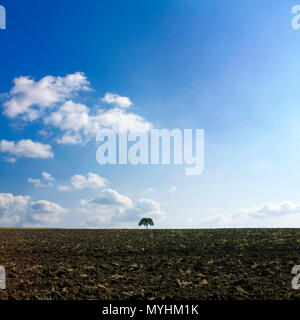 Isolated tree in a field, Auvergne, France Stock Photo