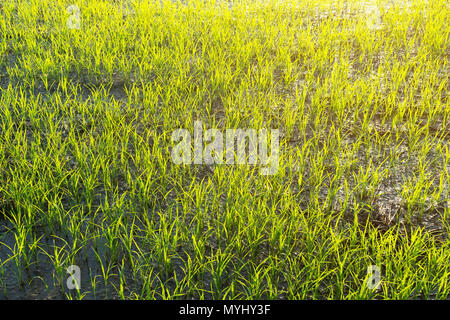 Landscape of greenfield and rice seedlings, A farms with the rice seedlings in the morning. Stock Photo