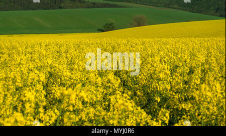 Beautiful landscape with, yellow rapeseed fields and green hills, on a sunny day of summer, near Korycany village, in South Moravia, Czech Republic. Stock Photo