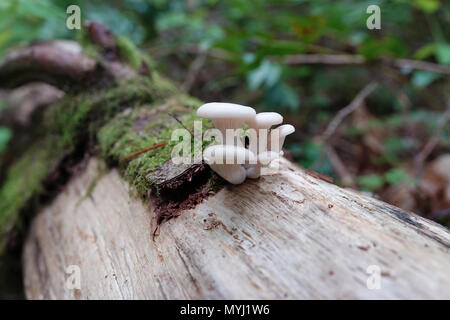 Young oyster mushrooms (Pleurotus sp.) growing from a rotten log in the woods Stock Photo