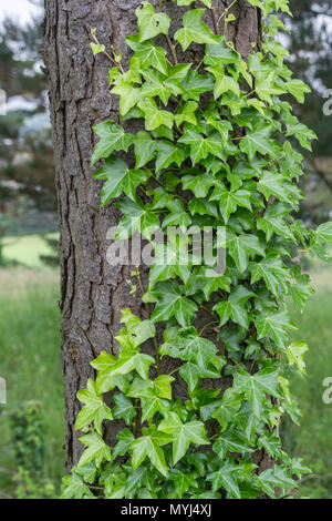 Climbing ivy / Common Ivy - Hedera helix - growing on the trunk of a tree. Hedera helix on tree, creeping ivy. Ivy plant climbing tree trunk. Stock Photo
