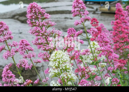White and pink forms of Red Valerian / Centranthus ruber on the river bank at Truro, Cornwall. Stock Photo
