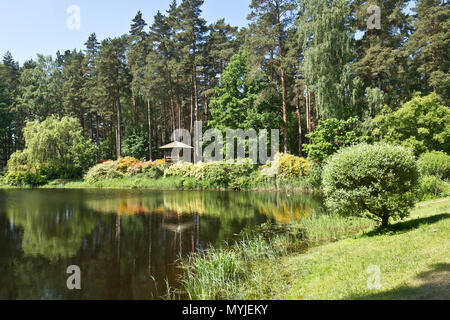 Rhododendron garden in Babīte, Latvia Stock Photo