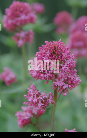 Pink Valerian Plant in Bloom Stock Photo