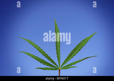 A Cannabis Sativa leaf isolated against a blue sky. Stock Photo