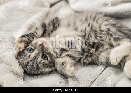 Cute little grey kitten lying on sofa closeup Stock Photo