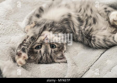 Cute little grey kitten lying on sofa closeup Stock Photo