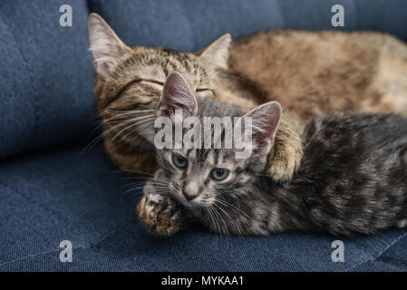 Cat with kitten (mother and daughter) laying together on blue sofa closeup Stock Photo