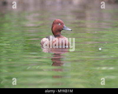 Ferruginous duck, Aythya nyroca, single male on water, captive, June 2018 Stock Photo