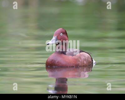 Ferruginous duck, Aythya nyroca, single male on water, captive, June 2018 Stock Photo