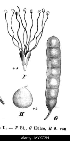 . Illustration from book . 1891. Paul Hermann Wilhelm Taubert (1862-1897) 364 Mimosa bimucronata Taub69b Stock Photo