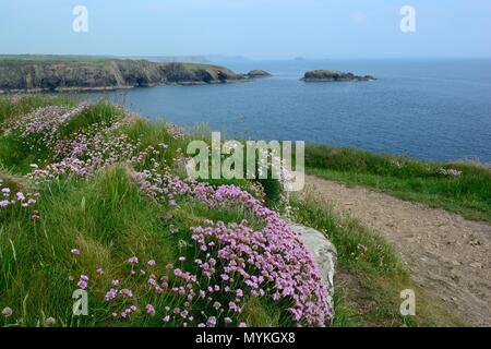 Thrift flowers Armenia maritima on the Pembrokeshire Coast path near Caerfai Bay St Davids Wales cymru UK Stock Photo