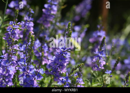 Veronica Blue flowers Stock Photo