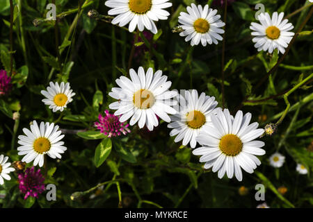 Daisies growing wild in garden Stock Photo