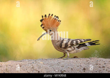 Hoopoe (Upupa epops) on the ground, foraging, Middle Elbe Biosphere Reserve, Saxony-Anhalt, Germany Stock Photo