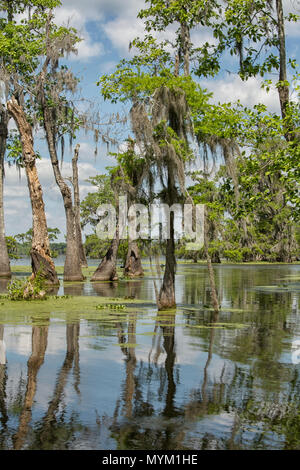 Swamp landscape; Breaux Bridge, Louisiana, USA