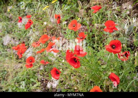 Red poppies growing out of wall, Ravello, The Amalfi Coast, Campania, Italy, Europe Stock Photo