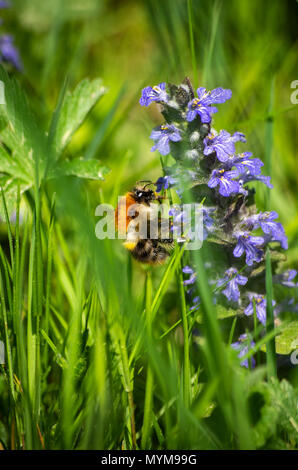 Bumble-bee feeding on blue flowers in green grass close up Stock Photo