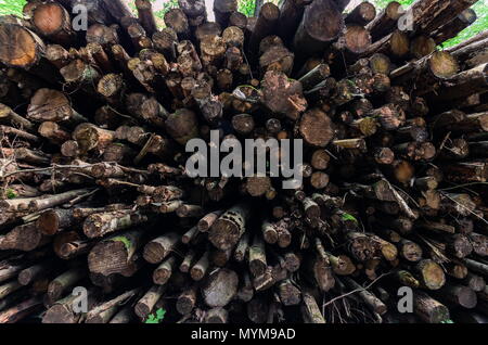 Stacked wood logs wide angle view Stock Photo