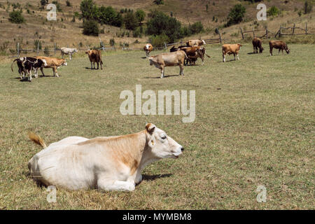 A peaceful rural scene of cows grazing in an open pasture on a sunny day, with one cow resting in the foreground Stock Photo