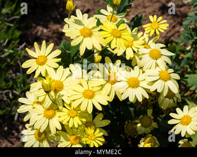 Single yellow flowers of the Marguerite daisy, Argyranthemum frutescens Stock Photo