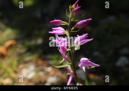 Wild specis - pink forest orchid red helleborine (Cephalanthera rubra) from Bosnia and Herzegovina Stock Photo