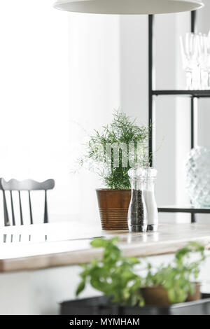 Kitchen accessories and plant in bucket on glossy countertop in room with black bar stool Kitchen accessories and plant in bucket on glossy countertop in room with black bar stool