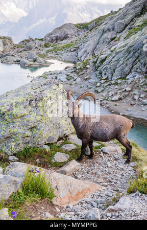 Alpine Wild Ibex in front of Iconic Mont-Blanc Mountain on a Sunny Summer Day Stock Photo