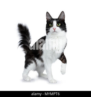 Funny black smoke with white Turkish Angora cat standing isolated on white background with tail in the air and one paw lifted Stock Photo