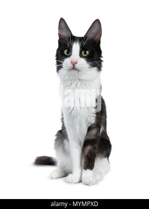Cute black smoke with white Turkish Angora cat sitting on white background and looking to the side Stock Photo