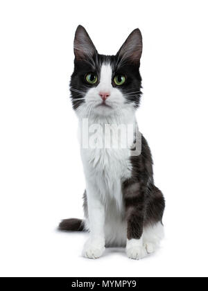 Funny black smoke with white Turkish Angora cat sitting isolated on white and looking directly to lens Stock Photo