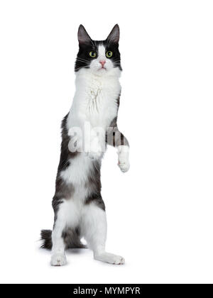 Cute black smoke with white Turkish Angora cat standing on back paws like meerkat white background Stock Photo