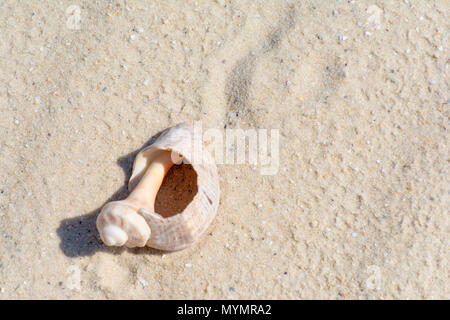 Broken shell lying on the beach in the sand Stock Photo