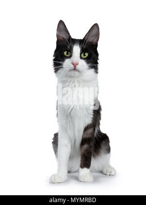 Funny black smoke with white Turkish Angora cat sitting isolated on white and looking directly to lens Stock Photo