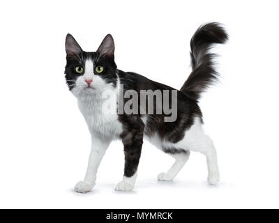 Cute black smoke with white Turkish Angora cat standing side ways on white background with tail in the air Stock Photo