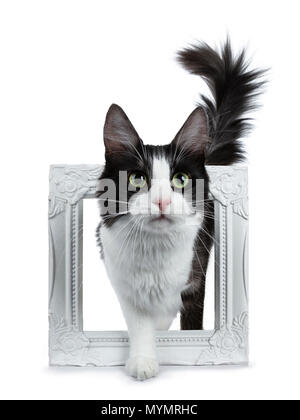 Cute black smoke with white Turkish Angora cat standing in white photo frame on white background with tail in the air Stock Photo