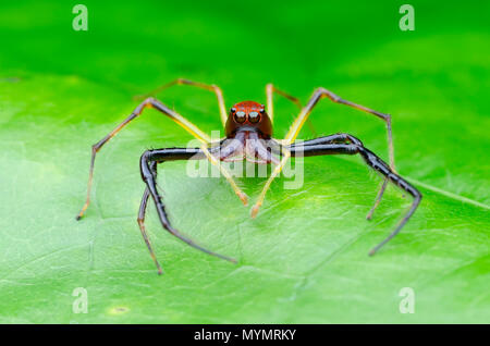 Wide-Jawed Viciria, Viciria praemandibularis male. jumping spider Stock Photo