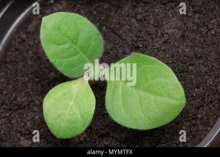 Small Tobacco Seedling in the Pot Stock Photo