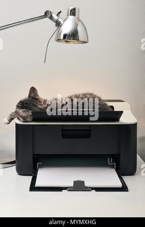 Cute little grey kitten sleeping on printer under table lamp Stock Photo