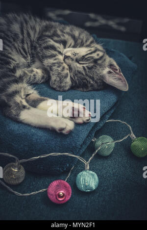 Cute little grey kitten sleeping on blue sofa with christmas lights on thr background Stock Photo