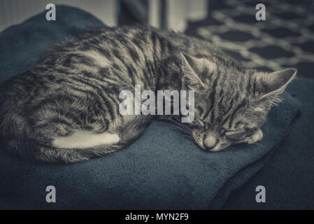 Cute little grey kitten sleeping on blue sofa closeup Stock Photo