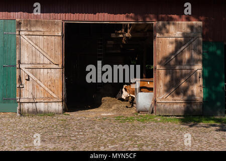 Open barn door with a view on eating cattle Stock Photo