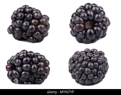 Collection of four blackberries isolated on a white background Stock Photo