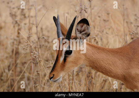 Black faced impala head portrait etosha nationalpark, namibia, (aepyceros melampus petersi) Stock Photo