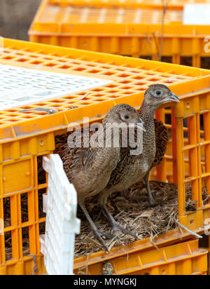 Seven week old pheasant chicks, often known as poults, being released into a gamekeepers release pen from the crates used to transport them Stock Photo