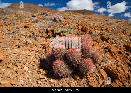 Cottontop Barrel cactus (Echinocactus polycephalus), Death Valley National Park, California Stock Photo