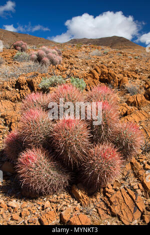 Cottontop Barrel cactus (Echinocactus polycephalus), Death Valley National Park, California Stock Photo