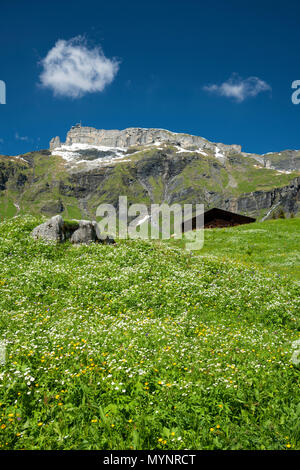 Europe, Switzerland, Bern, Bernese Oberland, Birg Stock Photo