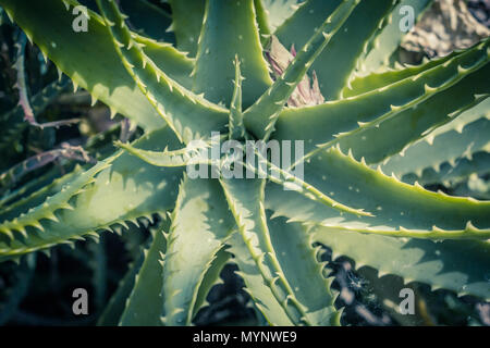 Aloe x spinosissima. Spider Aloe beautiful plant, close up Stock Photo